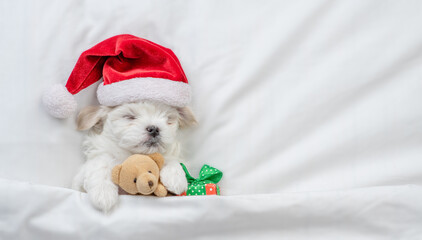 Tiny Maltese puppy wearing red santa hat sleeps with gift box and hugs favorite toy bear under...