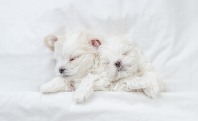 Two tiny white Maltese puppies sleep under warm blanket on a bed at home. Top down view