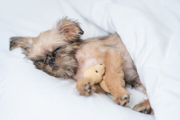 Cozy Brussels Griffon puppy sleeps on a bed at home and hugs favorite toy bear. Top down view