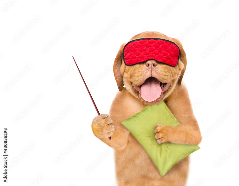 Poster yawning mastiff puppy wearing mask for sleep holds a pillow and points away on empty space. isolated