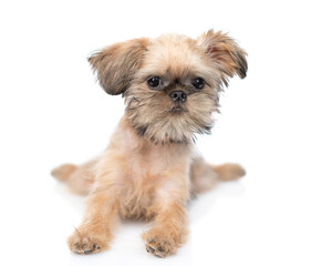 Portrait of a Brussels Griffon puppy lying in front view and looking at camera. isolated on white background
