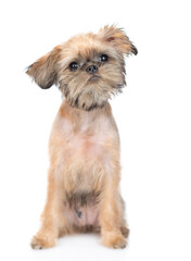 Portrait of a Brussels Griffon puppy sitting in front view and looking at camera. isolated on white background