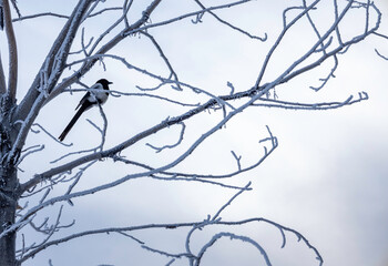 bird on a branch
