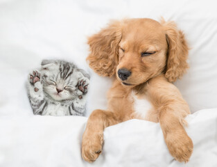 Cozy English Cocker spaniel puppy and tiny tabby kitten sleep together under white warm blanket on a bed at home. Top down view