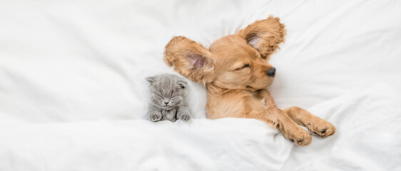 Cozy English Cocker spaniel puppy and tiny tabby kitten sleep together under white warm blanket on a bed at home. Top down view. Empty space for text