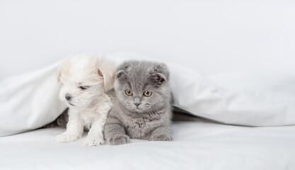 White Maltese puppy and tiny kitten lying together under warm blanket on a bed at home