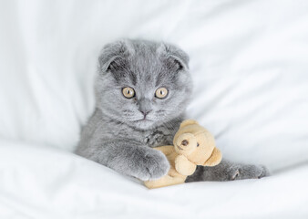 Playful fold kitten hugs favorite toy bear under white warm blanket on a bed at home.Top down view