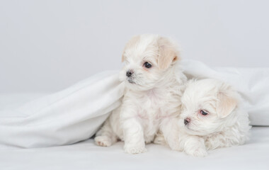 Two cute white Maltese puppies sit under white warm blanket on a bed at home and looks away on empty space