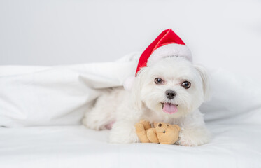 Maltese puppy wearing red santa hat lies on a bed under white blanket at home and hugs favorite toy bear. Empty space for text