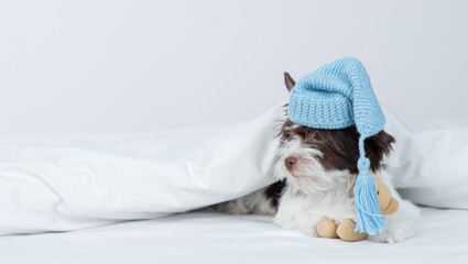 Biewer Yorkshire terrier puppy wearing warm hat hugs toy bear under warm blanket on the bed at home and looks away on empty space