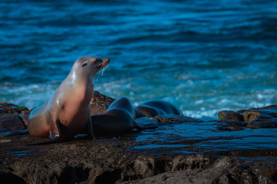 2022-01-16 A MATURE SEAL RESTING ON THE ROCKO ALONG THE SHORE ON THE LA JOLLA COVE NEAR SAN DIEGO CALIFORNIA