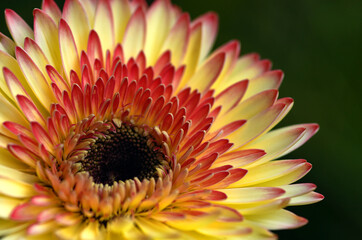 Close up of yellow and orange colors of the chrysanthemum flower