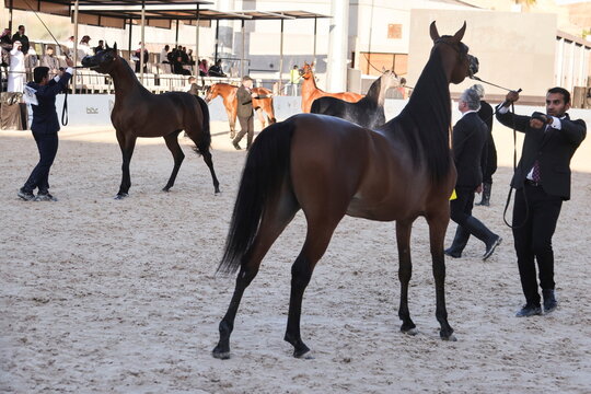 Horse breeders display qualities of their horses during a Horse Beauty Pageant in Riyadh, Saudi Arabia