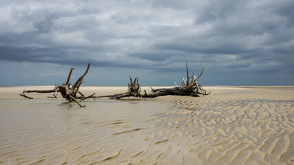 Dead trees on the beach on a stormy day