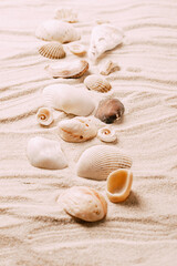 Fototapeta na wymiar Sea exotic seashells molluscs seashells white beach sand. Summer vacation travel concept. Postcard template copy space