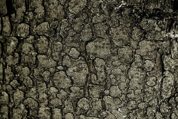 macro photography of tree bark