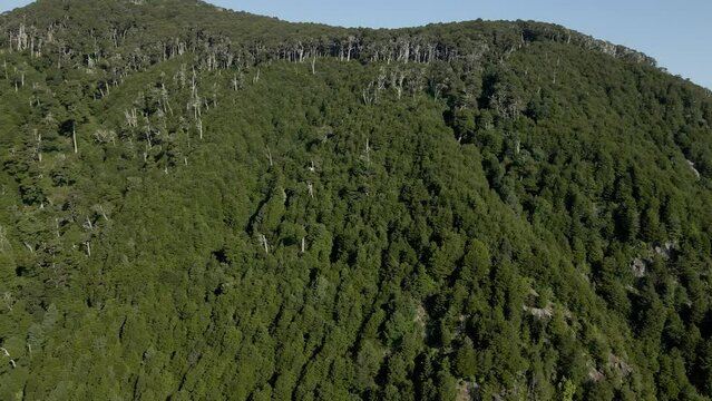 General panning of a coihue (Nothofagus dombeyi) forest with the villarrica volcano in the background at the end - drone shot