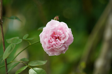 Close up Pink Rose flower with blur background.