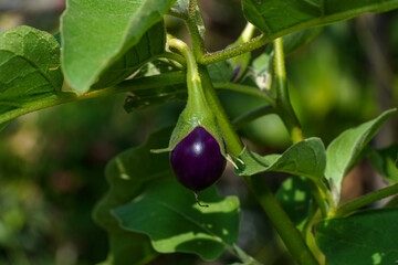 Close up violet Egg plant o tree with blur background.