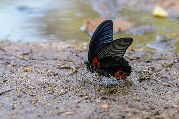 Fototapeta na wymiar Black butterfly on the ground.