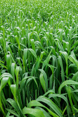 green grass in the garden