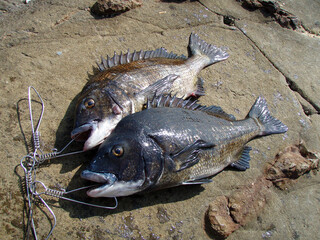 Japanese most popular fishing target saltwater fish “Black sea bream ( Kurodai, Chinu )”. ストリンガーに掛けられた大型のクロダイ2尾の姿を磯の上で撮影。