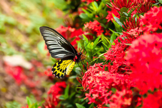 Fototapeta The butterfly is looking for its food.
