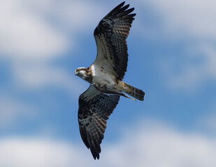 大空を獲物を捉えて飛ぶミサゴ