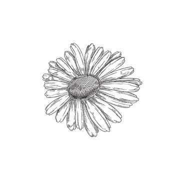 Chamomile or Daisy Wheel flower hand drawn engraved vector illustration isolated.