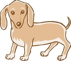 立っているミニチュアダックスフンドのイメージイラスト（手描き）