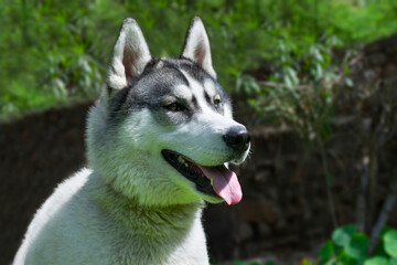 A happy looking Golden Retreiver in the park