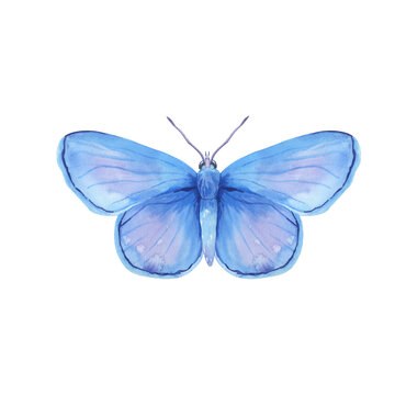 Watercolor butterfly isolated on white background. Bright blue butterfly hand drawn illustration