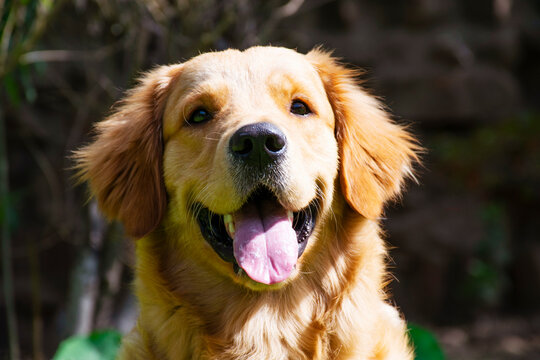 Close up of A happy looking Golden Retreiver in the park
