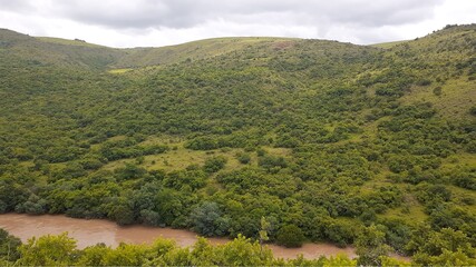 indigenous trees of South Africa