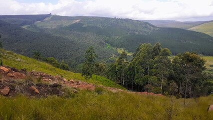 forest from the mountain view 