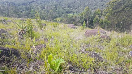 forest field from the mountain view