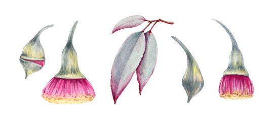 Eucalyptus leaf, flower, bud set. Watercolor illustration. Natural organic herb realistic elements. Hand drawn eucalyptus medical organic natural tree plant. Isolated on white background © anitapol