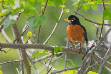 American robin giving a smile sitting in the middle of the forest