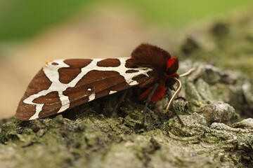 Closeup on a colorful Garden Tiger moth, Arctia caja, sitting on a peice of wood
