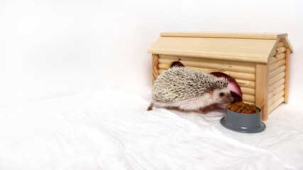 Little hedgehog pet eating at wooden house on white background.  Hedgehog home care