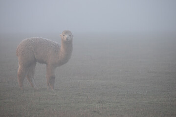 alpaca in the mist