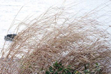 Blurred dried grass leaves growing beside sea beach with white background for a backdrop