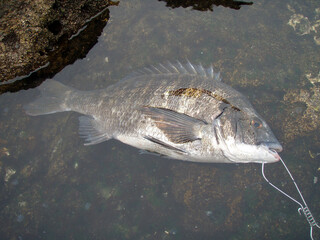  Japanese most popular fishing target saltwater fish &ldquo;Black sea bream ( Kurodai, Chinu )&rdquo;. タイドプールに寝かされたストリンガーに繋がれたクロダイ（チヌ）の姿。