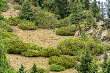 Endless steppe in the valley at the foot of the mountains, bathed in bright sunlight. Amazing view on  green mountains. mountain, covered with green trees, under a blue sky with clouds.