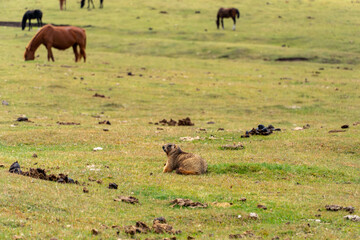 horses graze in the meadow. horses graze at the foot of the mountains. pets walk in the steppe