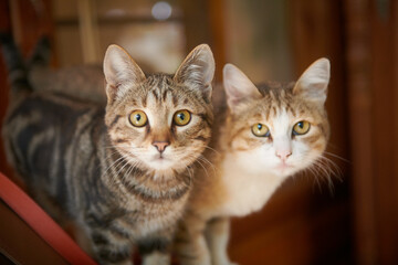 old country cat sits in the sun. old cat. stray cat