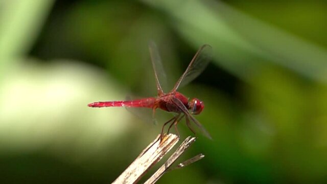 Red dragonfly close up shot
Slow motion shot from israel
