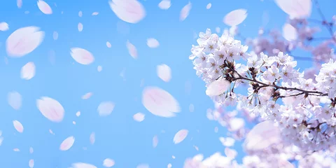 Fleecedeken met foto Kersenbloesem 桜と舞い上がる花びら   © imagefuji