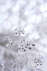 Freezing flower plant in ice on the snow meadow.High vertical quality photo