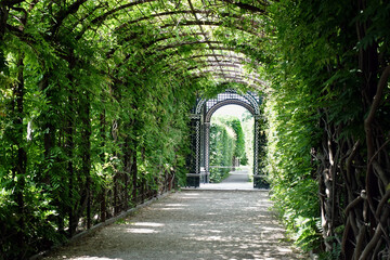 Tunnel of trees in a European-style garden.
